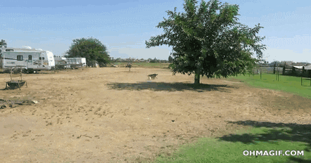 com/media/10gp9atehekryy/giphy.gif