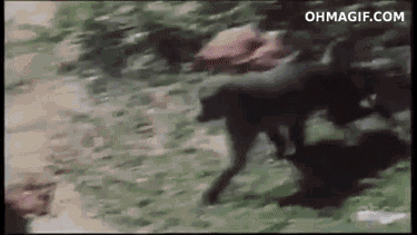 ... monkey dude park thief stealing snatch mischievous animated GIF