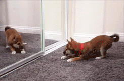 this gif has everything: cute, dog, animals, puppy!