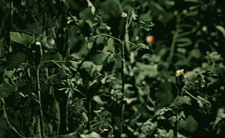 giphy.gif