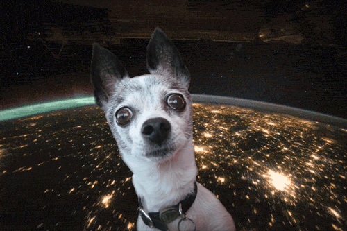 10 Amazing Gifs Of Dogs In Space 3 Million Dogs
