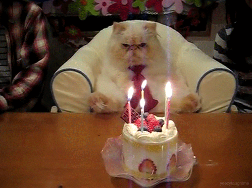 Party Cat GIF - Find & Share on GIPHY