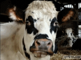 Cow Animated GIF