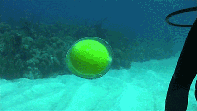 动物 海底 海底世界 海洋馆 水族馆 鱼 鱼类 400_225 gif 动态图 动图