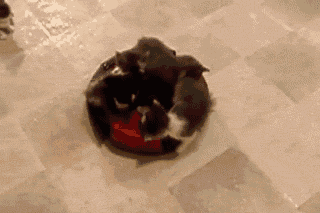 kittens (337) Animated Gif on Giphy