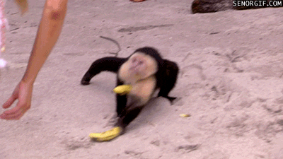 funny animals hilarious running monkey grabbing animated GIF
