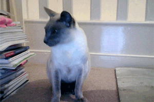 cat animated GIF 