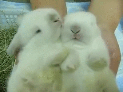 bunny animated GIF 