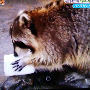 Racoon attempts to wash cotton candy in water and sees it melt before its eyes