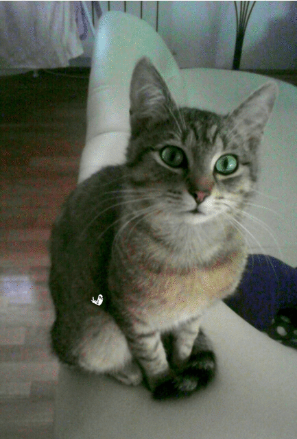 happy birthday cat gif - find & share on giphy