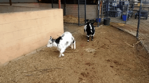 Best Friends Wow GIF by Best Friends Animal Society - Find & Share on GIPHY