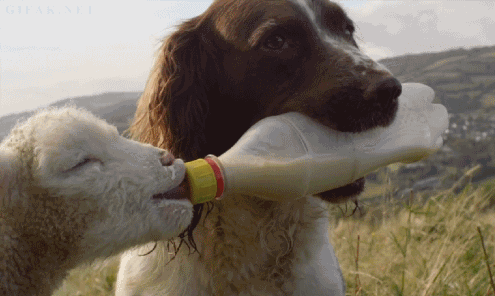 Milk Here You Go GIF - Find & Share on GIPHY