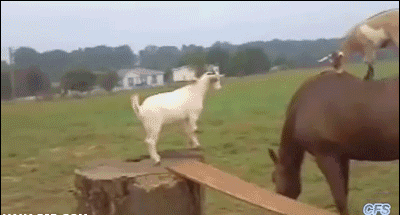 goat animated GIF 