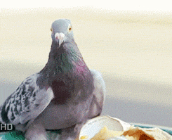 30 rock (1022) Animated Gif on Giphy