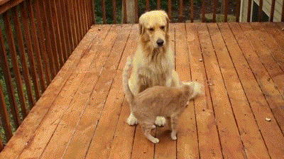 cat animated GIF