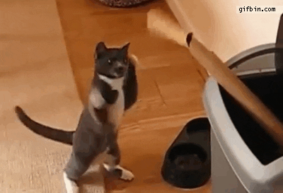 Image result for funny cat fails animated gifs
