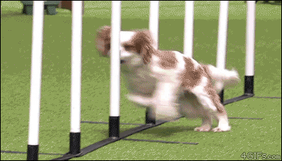 Fail Cavalier King Charles GIF by Cheezburger - Find & Share on GIPHY
