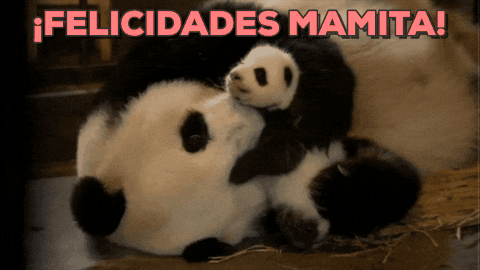 Baby Panda sleeping in mothers lap