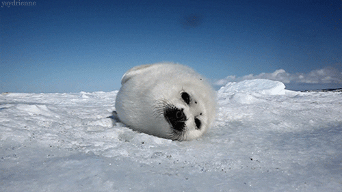 source: imgur.com