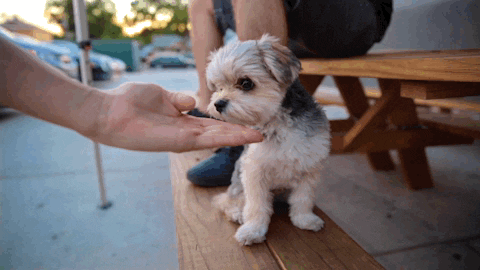 Puppy Handshake GIF by Phantogram - Find & Share on GIPHY