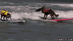 psy surfują