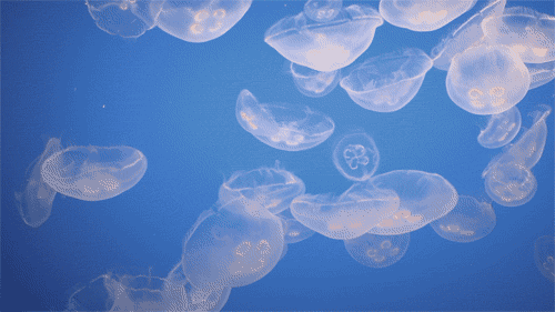 jellyfish jellies animated GIF