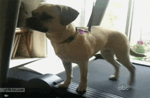 Animated Gif on Giphy