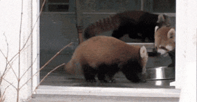  Animated Gif on Giphy