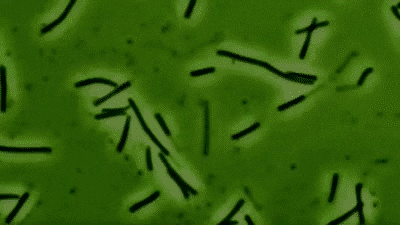 Bacteria GIF - Find & Share on GIPHY