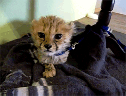 Baby Cheetah GIF - Find & Share on GIPHY