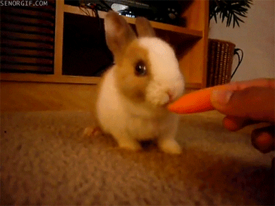 adorable-cute-bunny-rabbit-eating-carrot