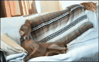  Animated Gif on Giphy