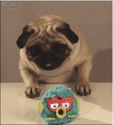 Tenuous pug link - the furby is a motion graphic video and the pug is your attention. It can't get enough of that shit