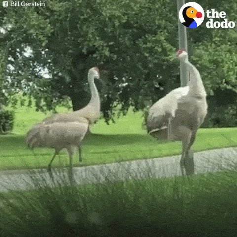 gif by the dodo