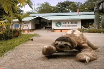 Sloth Animated GIF