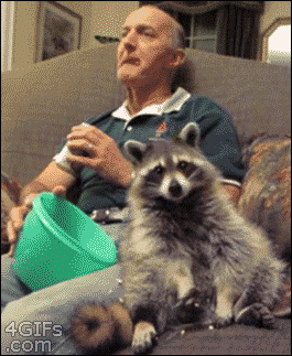 raccoon animated GIF 