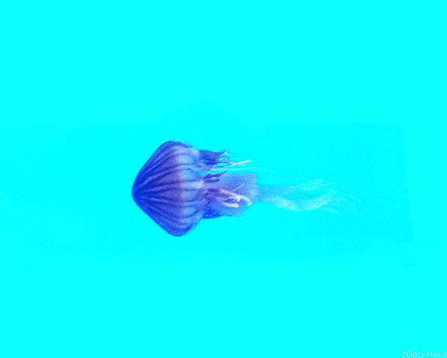 moving jellyfish clipart - photo #21