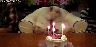 birthday-cat-cake
