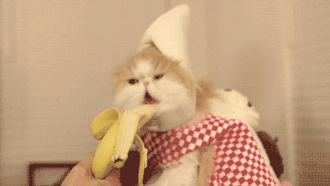 Banana Cat Gifs Find Share On Giphy
