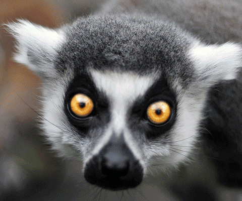 lemurs blaze laserlight marketing special animated GIF