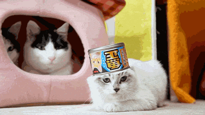 giphy.gif