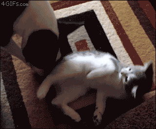 giphy.gif