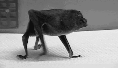 black and white walk gif - find & share on giphy
