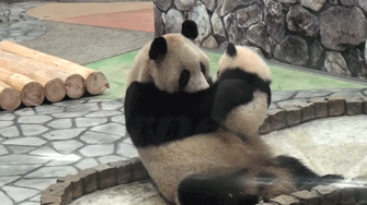 ... panda family asian mother natural asia blackwhite mum mam animated GIF