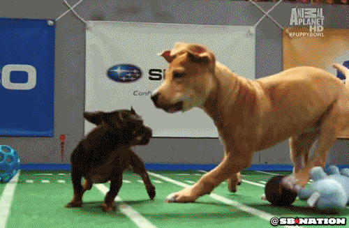 giphy.gif