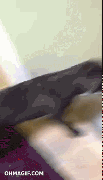 Chiot et escaliers Giphy