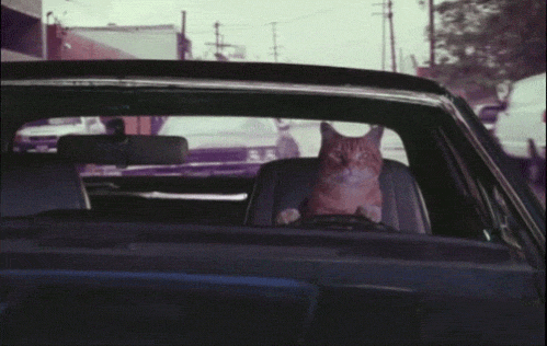 Cat driving car