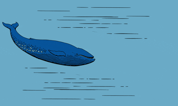 this gif has everything: blue, whale, swallow!