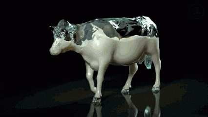 Milk Cow Find Share On GIPHY