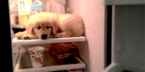 Golden Retriever in refrigerator 